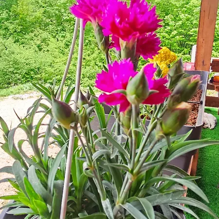 Of Peace At The Of The Pyramid Sun And 비소코